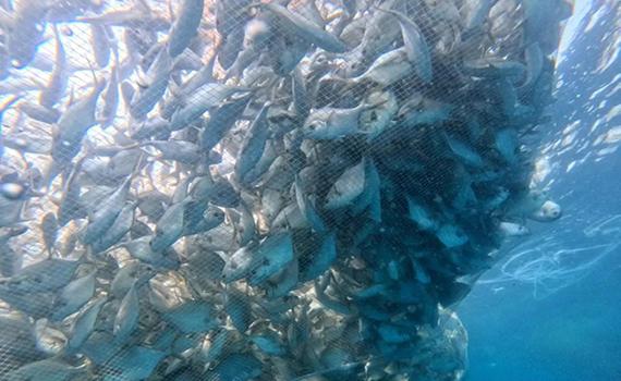 長春“明漁一號”第二季規(guī)?；B(yǎng)殖示范成功收魚！