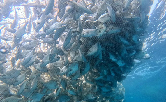 明陽集團(tuán).jpg 明陽集團(tuán).jpg